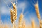 SEMINARIO - Aggiornamenti sugli Standard BRC Food IFS Food, FSSC 22000 e sugli Standard BRC IOP e 15593 per il Packaging alimentare