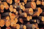 SEMINARIO - Attuazione del Regolamento UE 995 denominato Timber Regulation