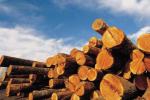 SEMINARIO FORMATIVO GRATUITO CSI - Regolamento EUTR e Due Diligence: applicazione e aggiornamenti nel mondo del legno